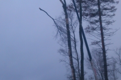 9_gallery